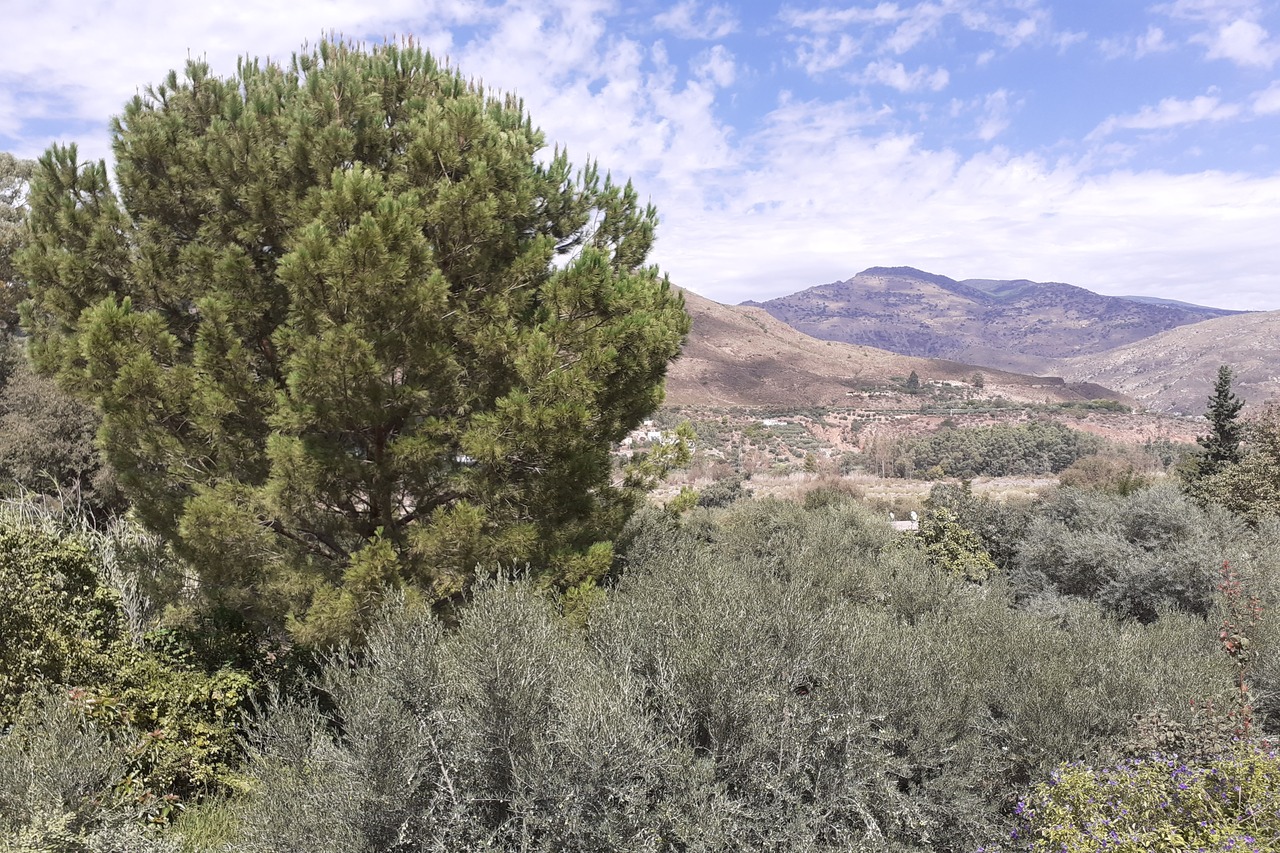 Orgiva(1)